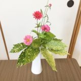 百日草 ikebana